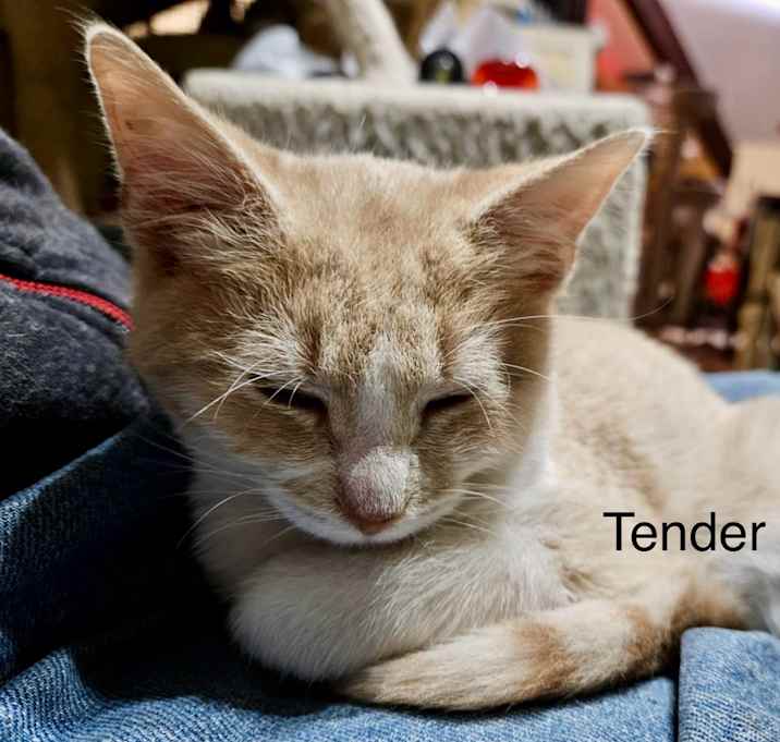 Photo of Tender