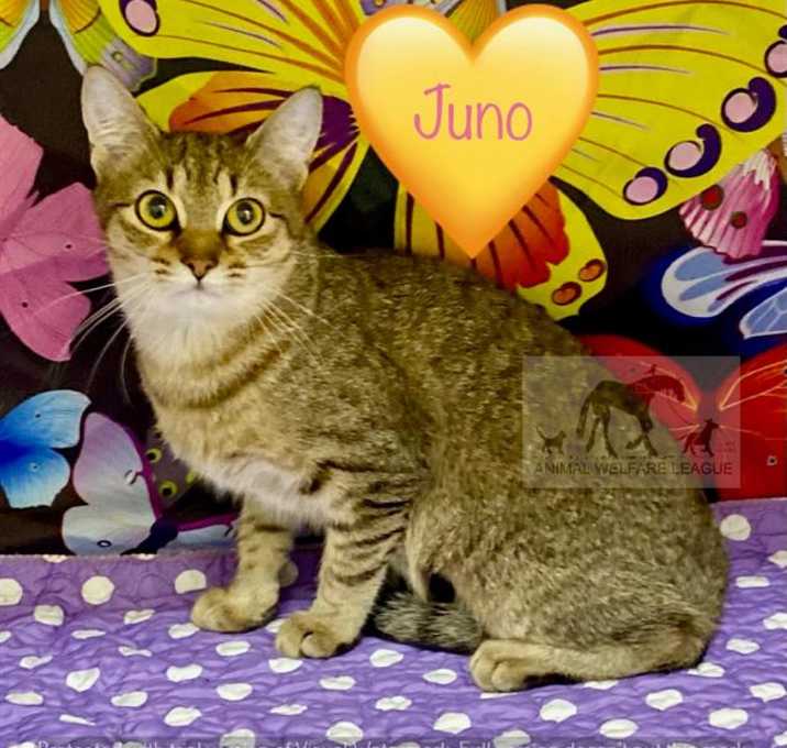 Photo of JUNO