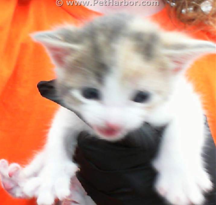 Photo of STARLET