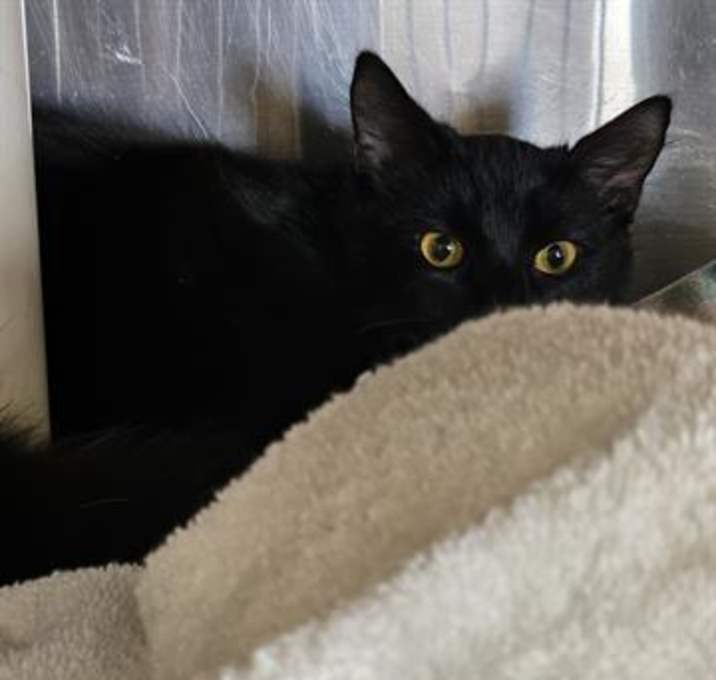 Photo of A071031