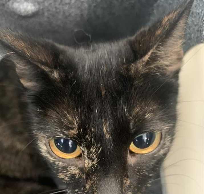 Photo of BELLADONNA