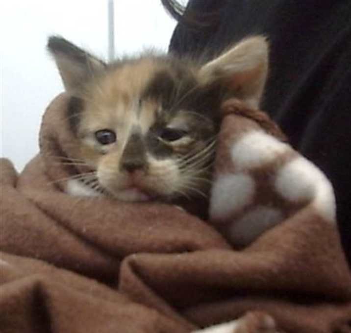 Photo of BELL