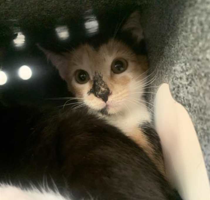 Photo of IVY