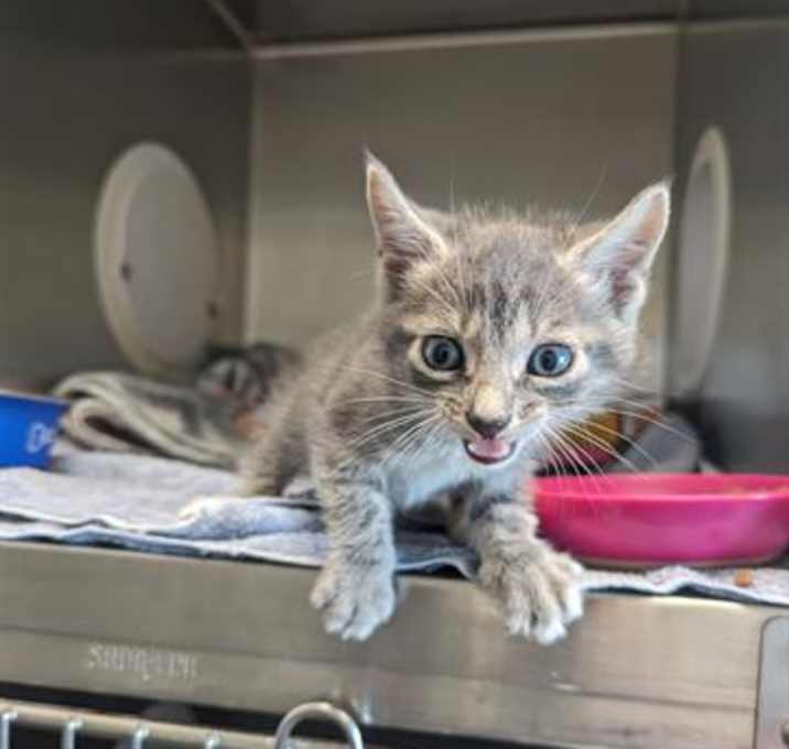 Photo of SCOOTER
