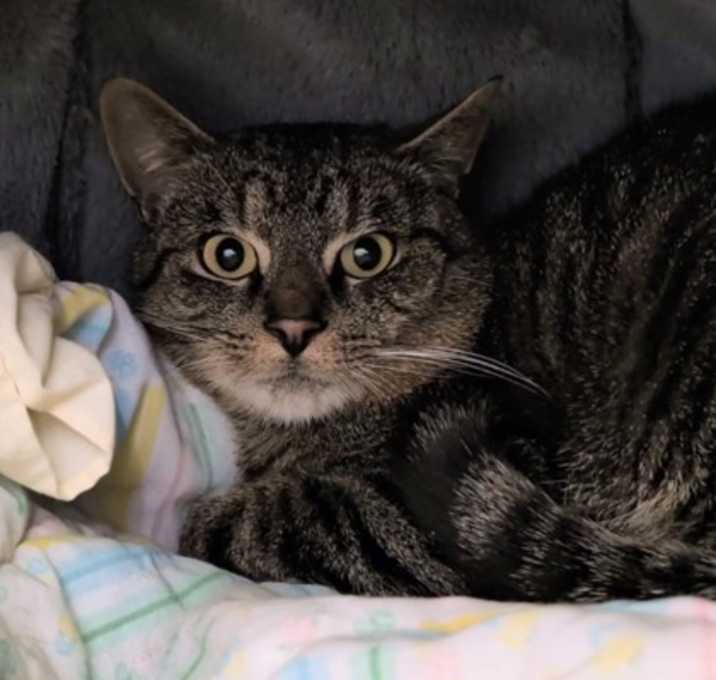 Photo of Bowser