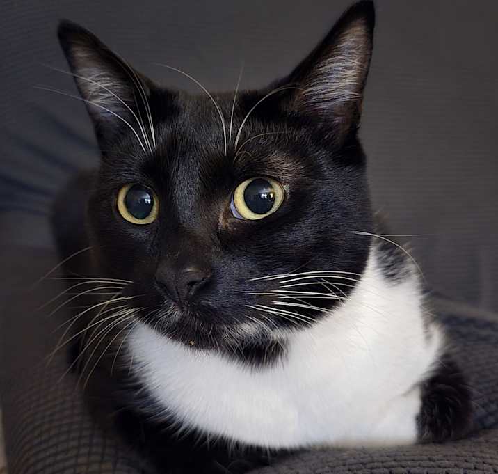 Photo of Flint (bonded with Jager)