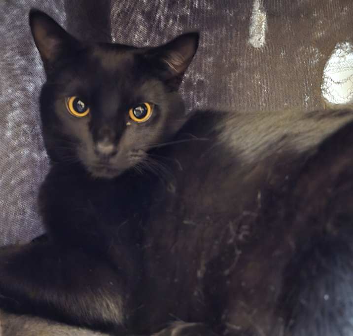 Photo of Fudge