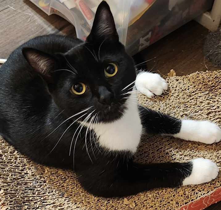 Photo of Jager (bonded with Flint)