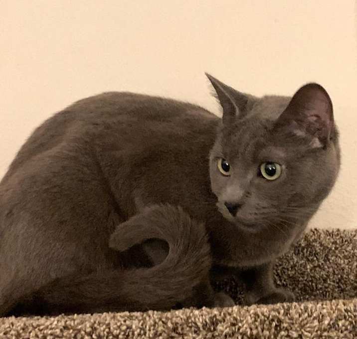 Photo of Thor