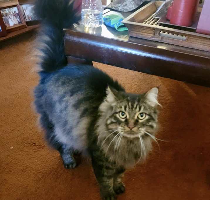 Photo of DOZER