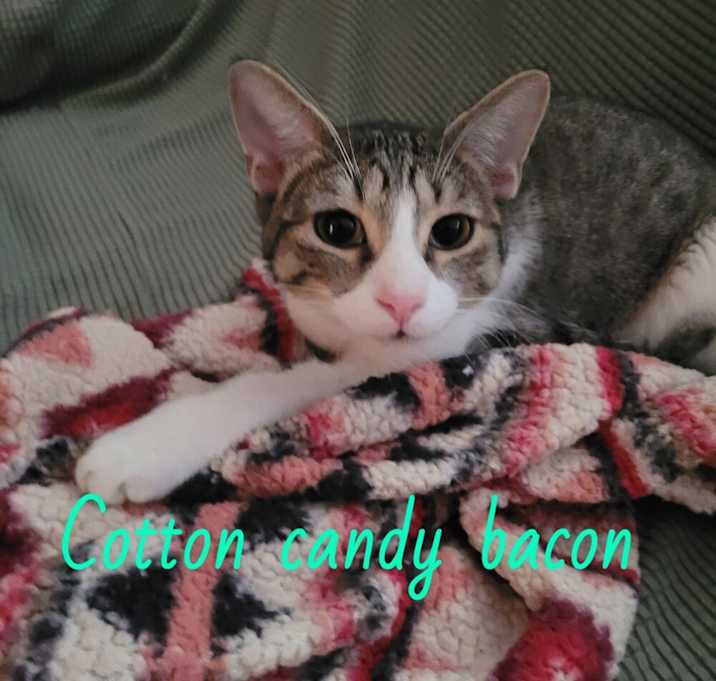 Photo of Cotton Candy Bacon 0757
