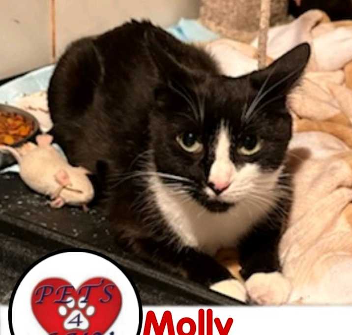 Photo of Molly East Meadow