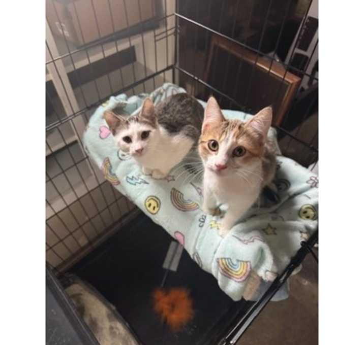 Photo of Cody&Chess