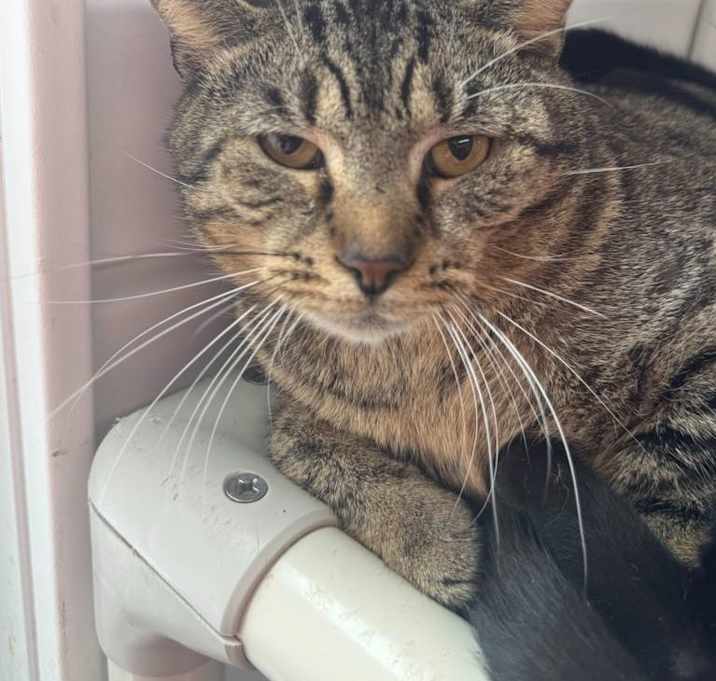 Photo of Zoombini