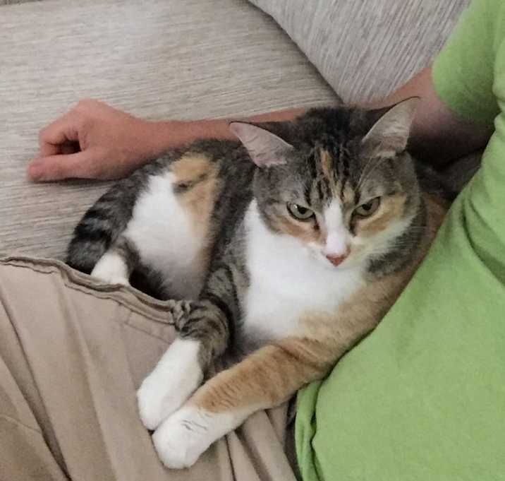 Photo of Paisley