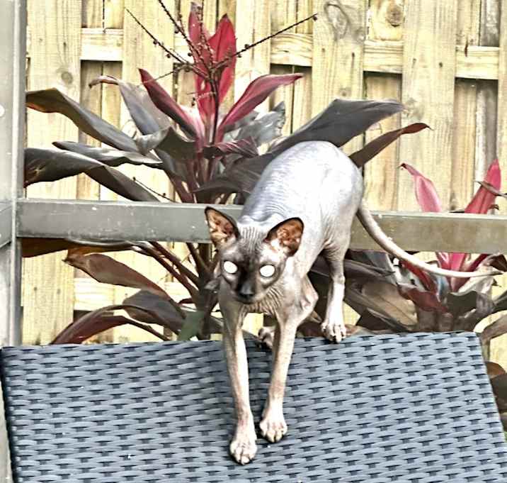 Photo of Fig