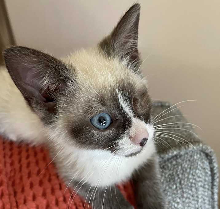 Photo of Shiloh