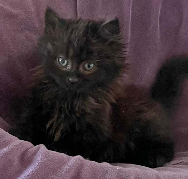 Photo of Jingles