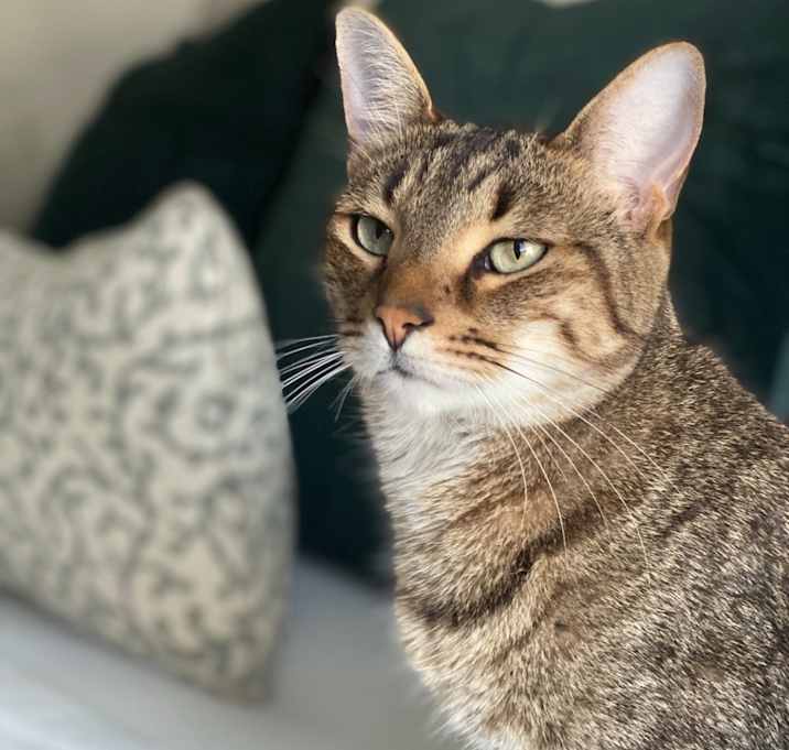 Photo of Apollo