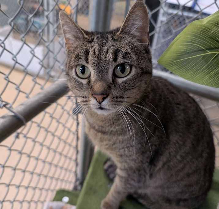 Photo of Sweet Pea