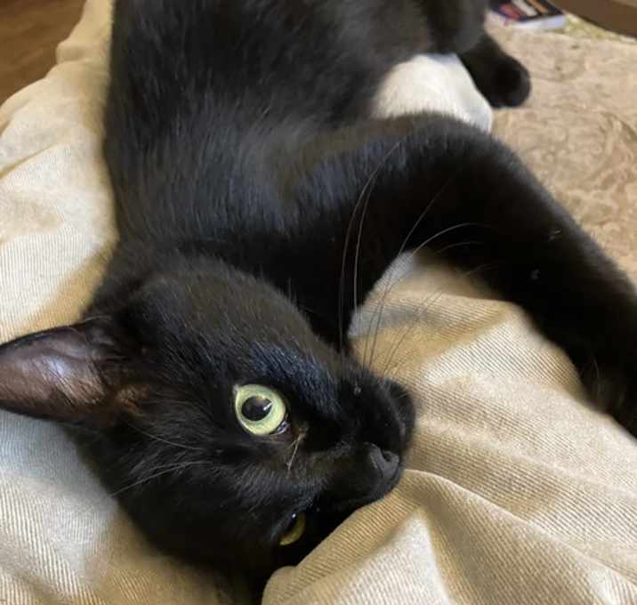 Photo of Silky - Elegant black young female - Needs a Home!