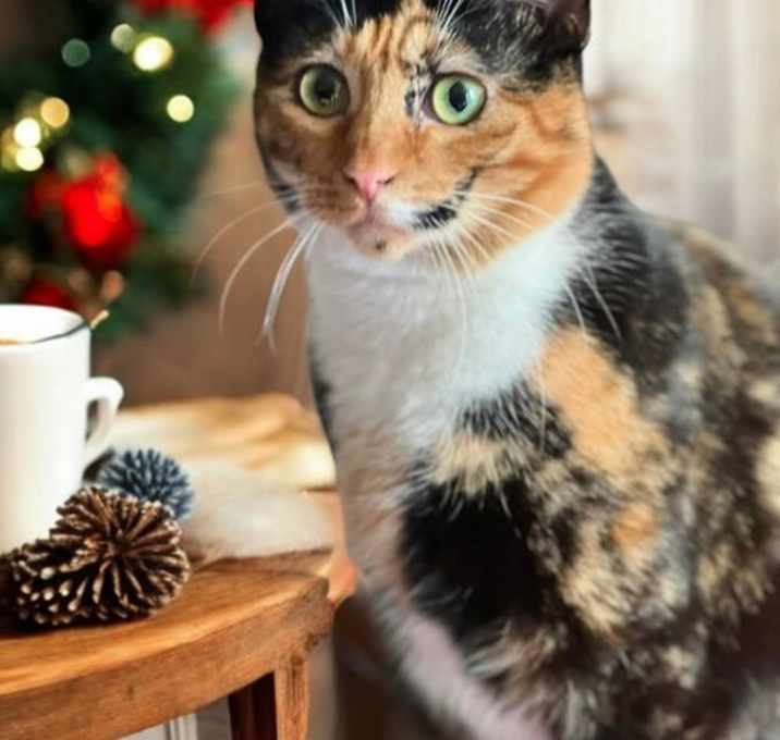 Photo of Sweet Pea