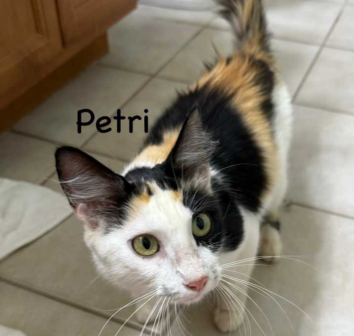 Photo of Petri