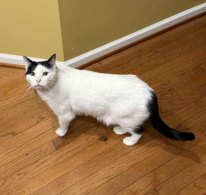 Photo of Hank