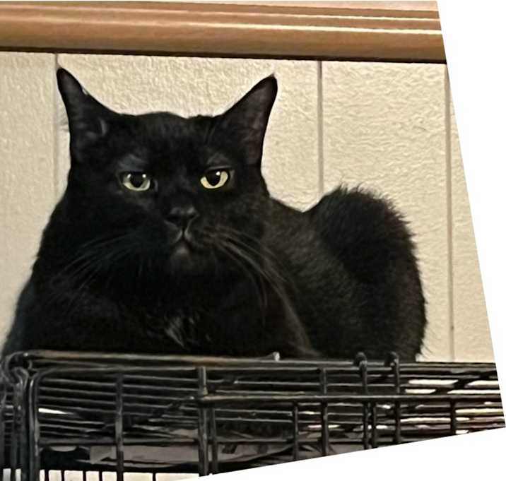 Photo of BeeGee (In/Out)