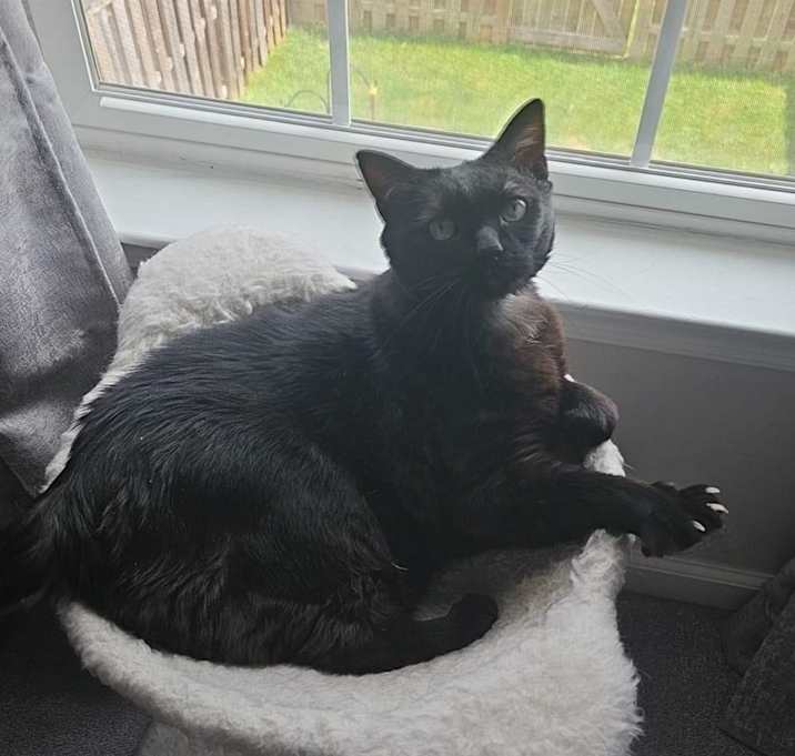 Photo of Shadow