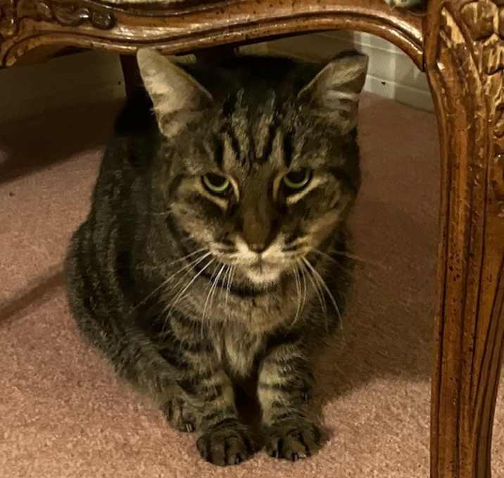 Photo of HANDSOME BUSTER