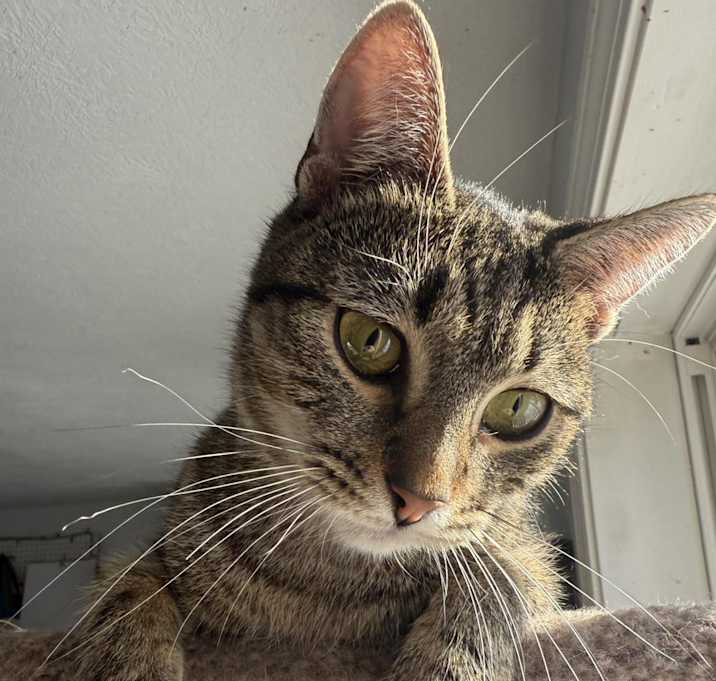 Photo of Sybil