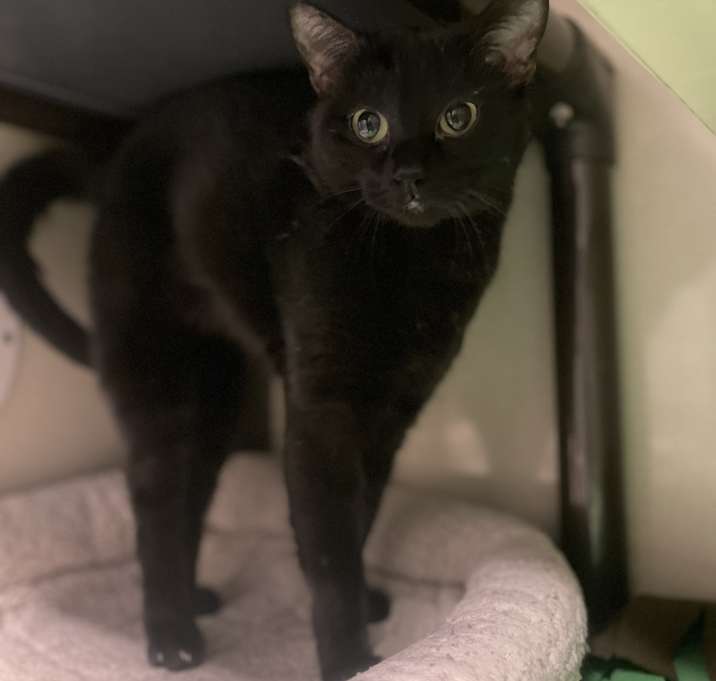 Photo of Velveteen