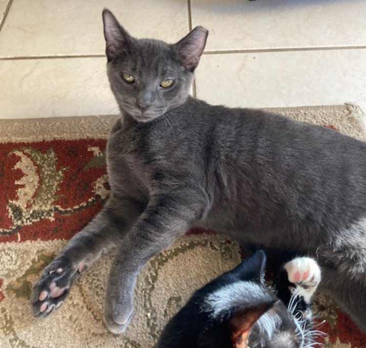 Photo of Obsidian aka Sid