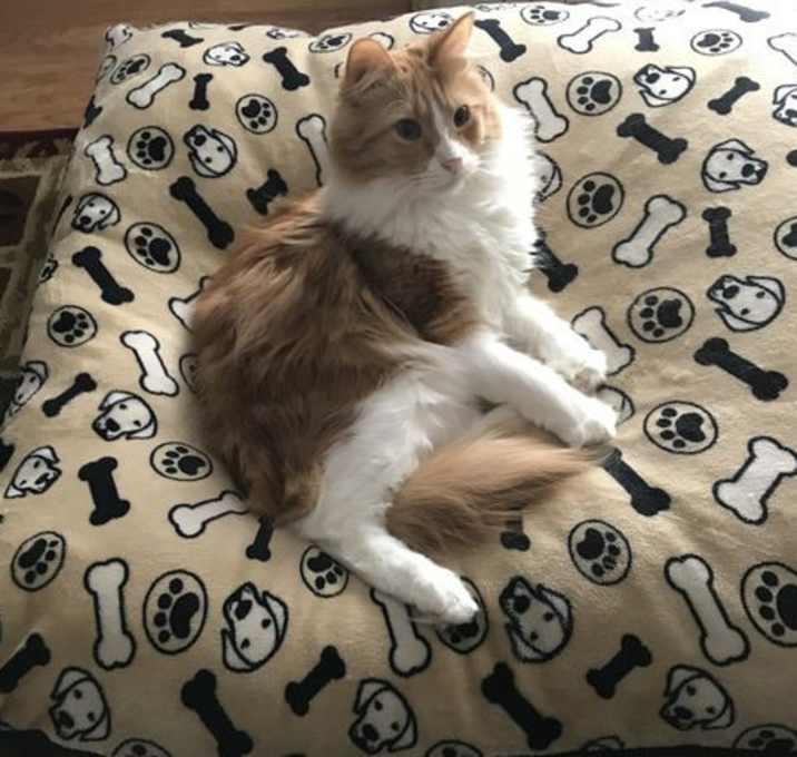 Photo of Connor