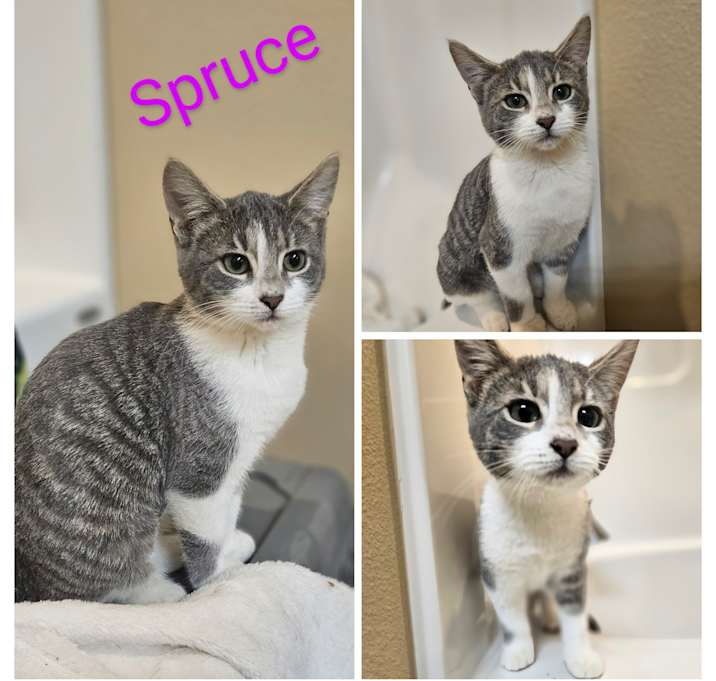 Photo of Spruce