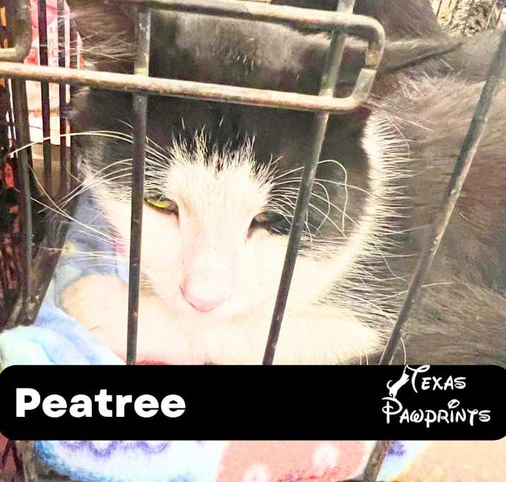 Photo of Petree