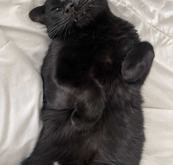 Photo of Atticus