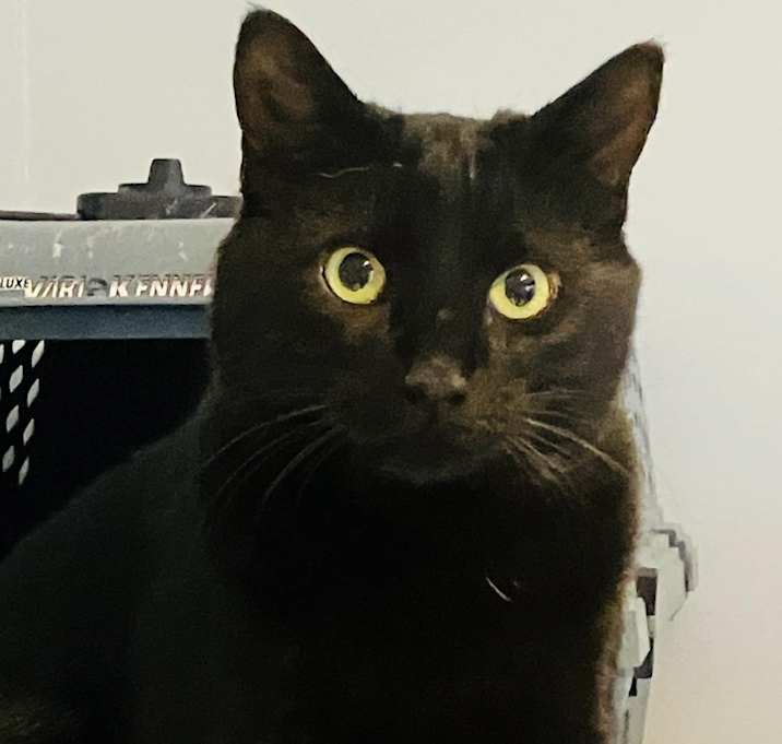 Photo of Praline