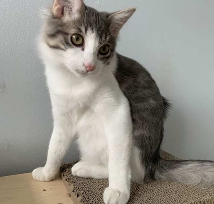 Photo of Loki