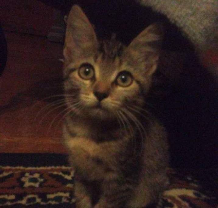 Photo of Bonnie