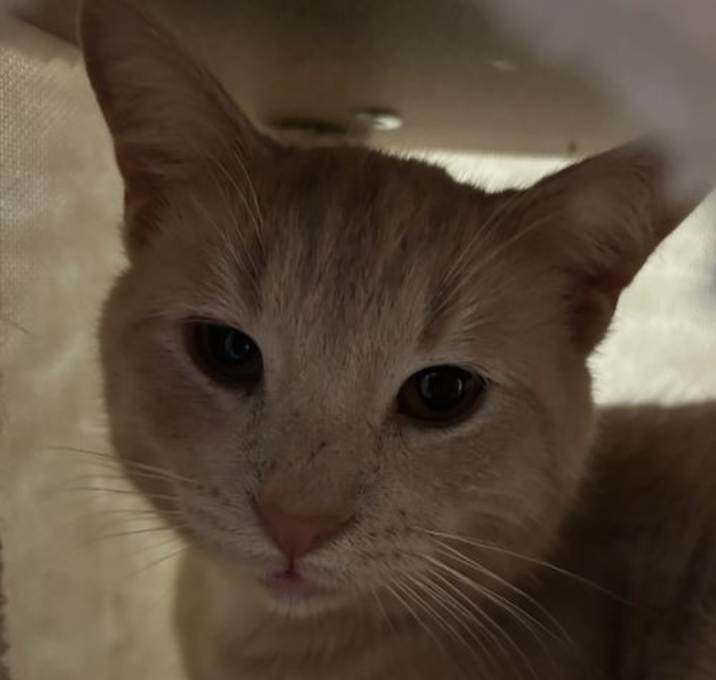 Photo of Gordie
