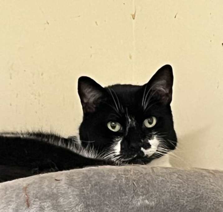 Photo of Cowie
