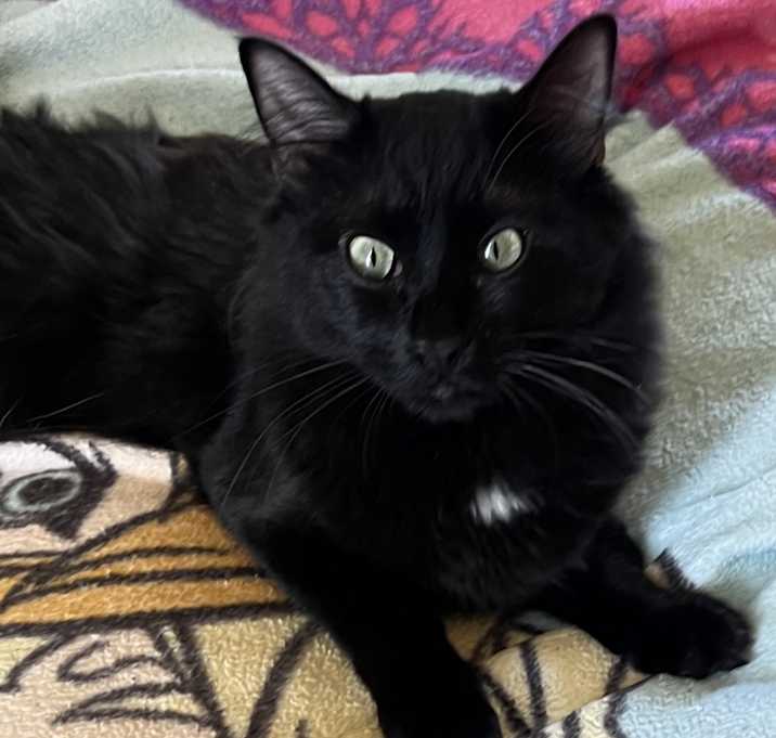 Photo of Bear (Wobble Cat)