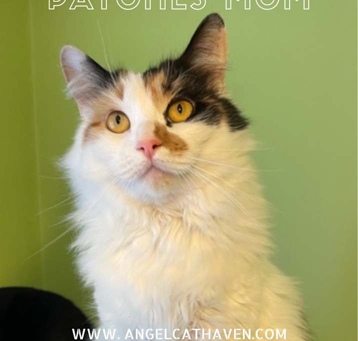 Photo of Patches Mom