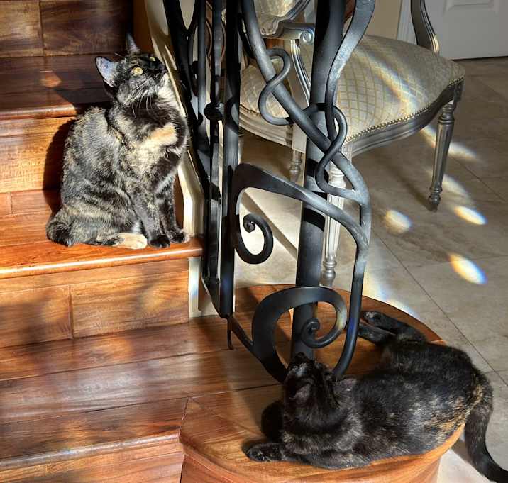 Photo of Bobbie and Billie bob tail