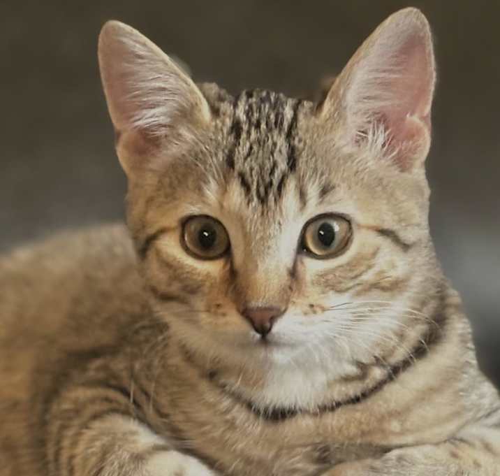 Photo of Belle (Lubbock, TX)
