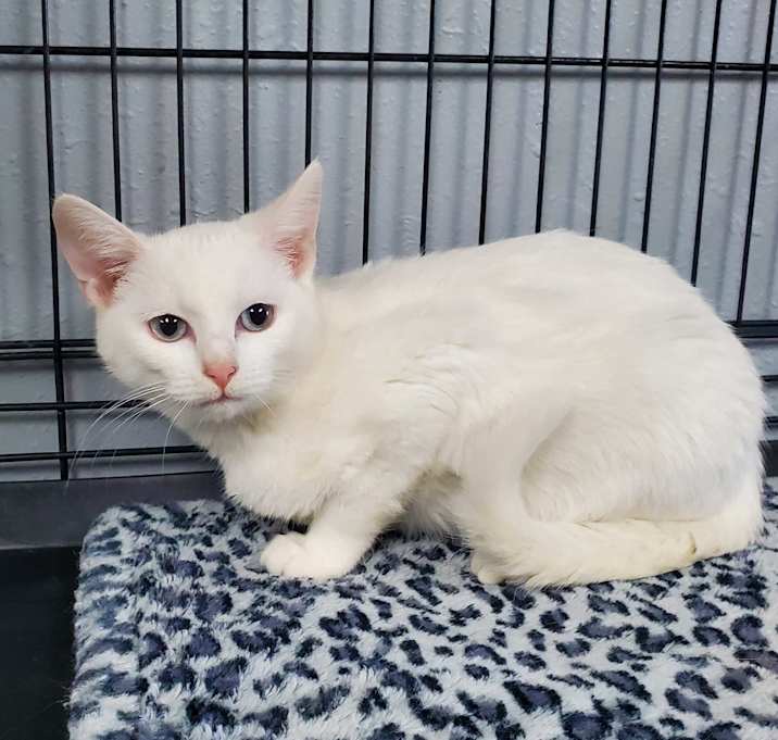 Photo of Snowball