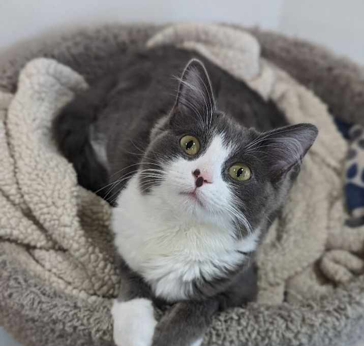 Photo of Gracie