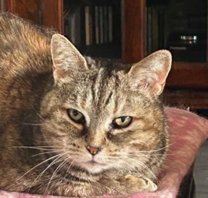 Photo of Lily